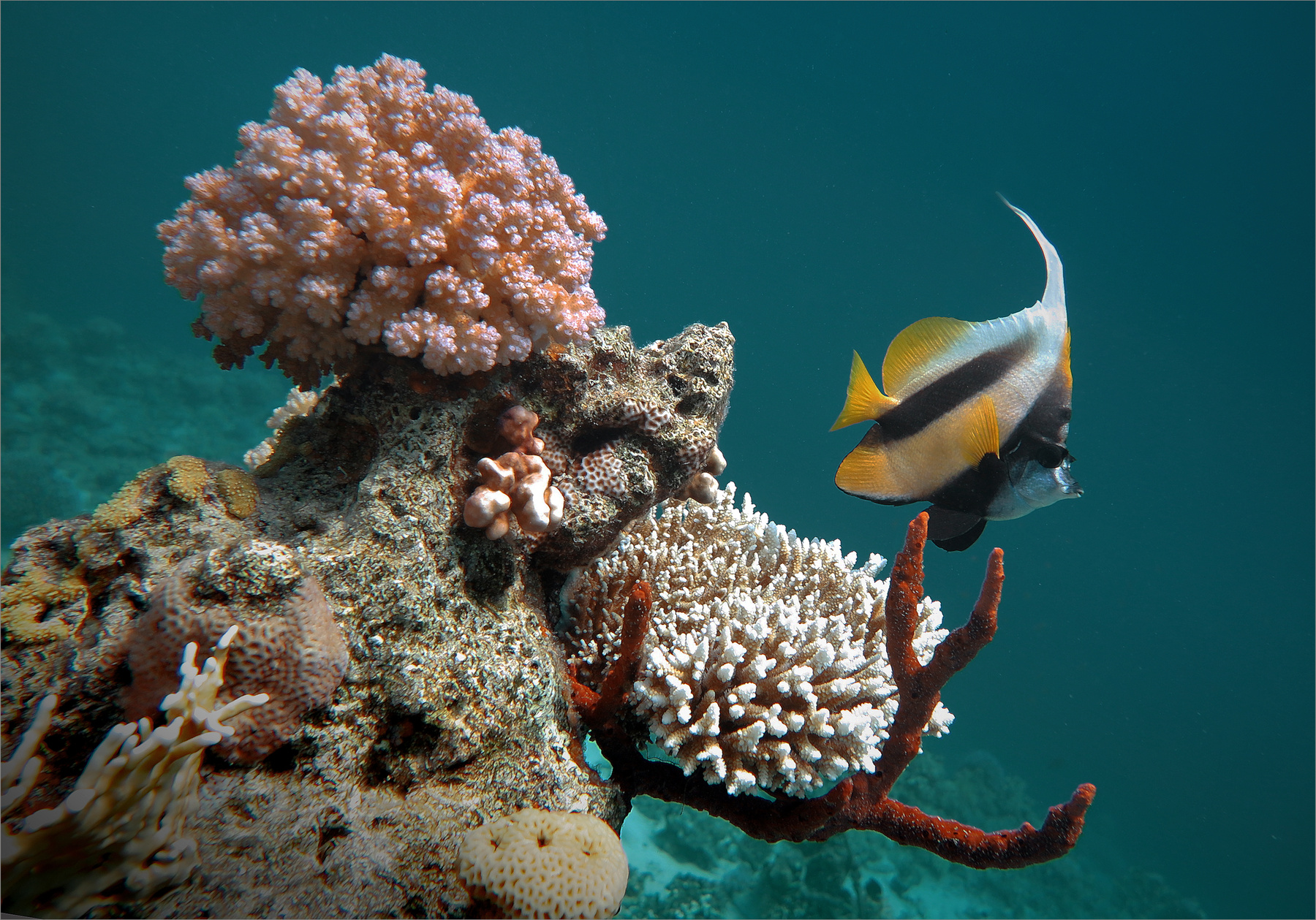 Этюд с красным кораллом подводное фото рыбы Красное море