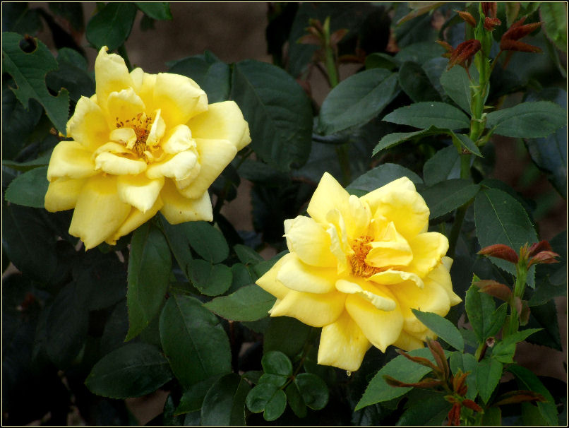 roses розы