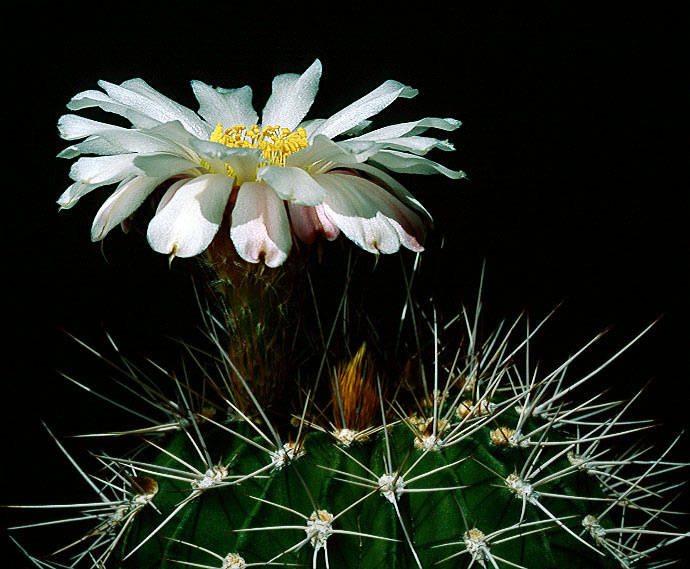 Acanthocalycium klimpelianum cactus Acanthocalycium