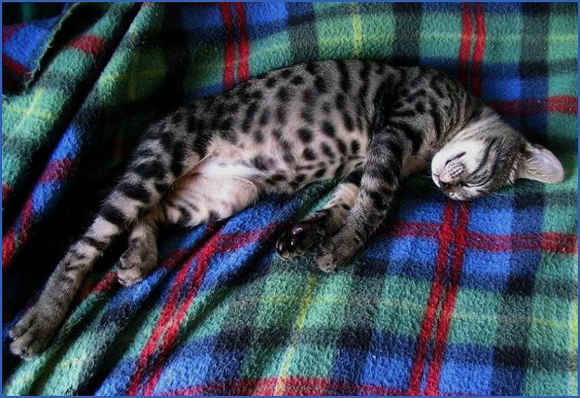 И снова спать... Кот котик котёнок кошка кошак зверь животное сон поза