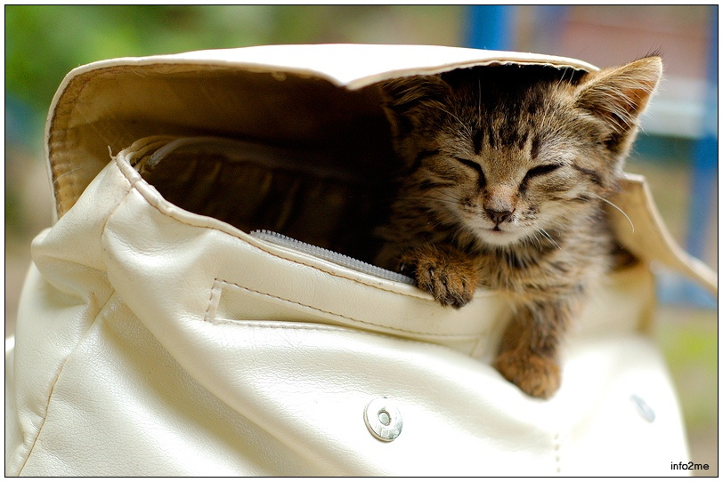 Сумчатый кот кошка котёнок сумка