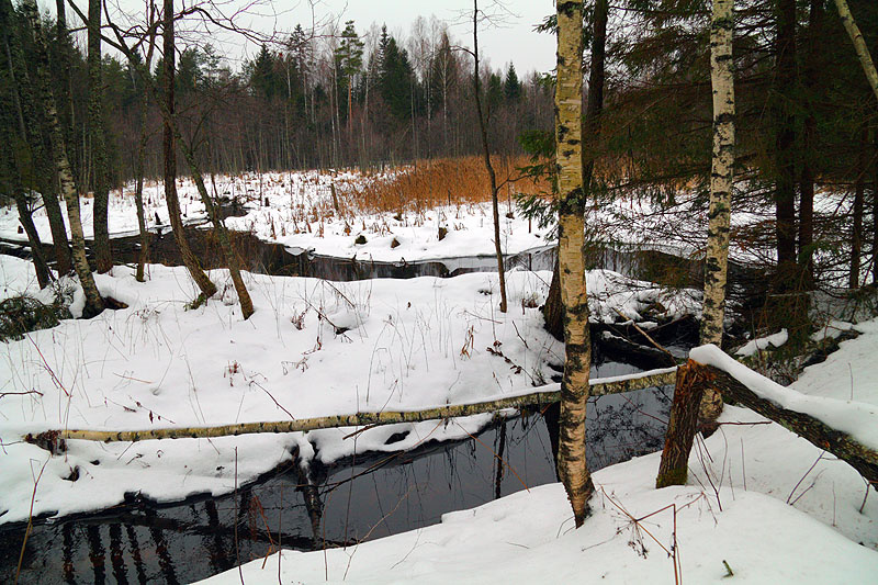 Лесная графика 