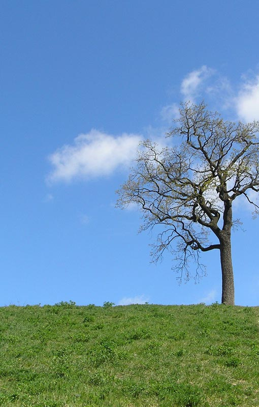 Simple tree 