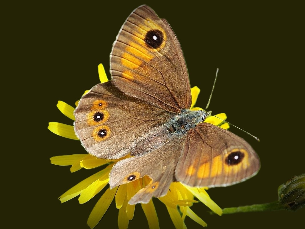 Буроглазка мегера бабочка butterfly буроглазка мегера lasiommata megera природа макро насекомые лето