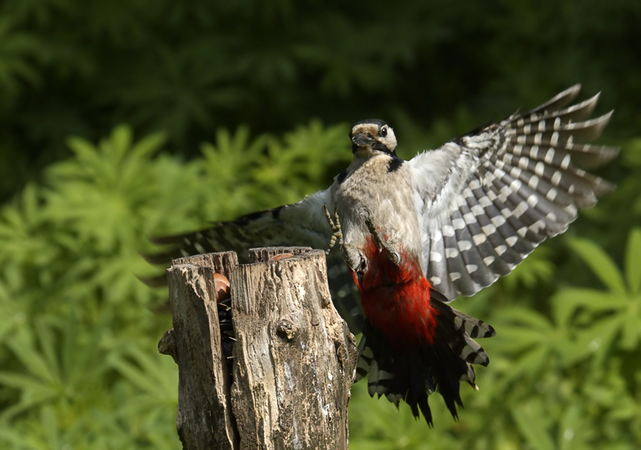 Пёстрый Большой пестрый дятел, Great Spotted Woodpecker, Dendrocopos major, полет, приземление