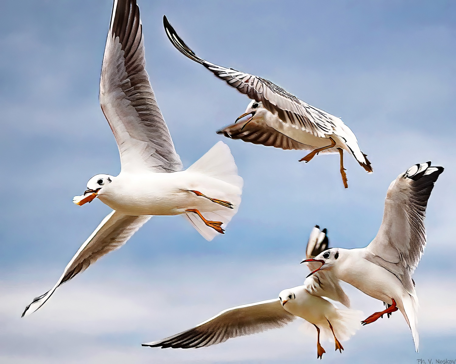 Seagulls 