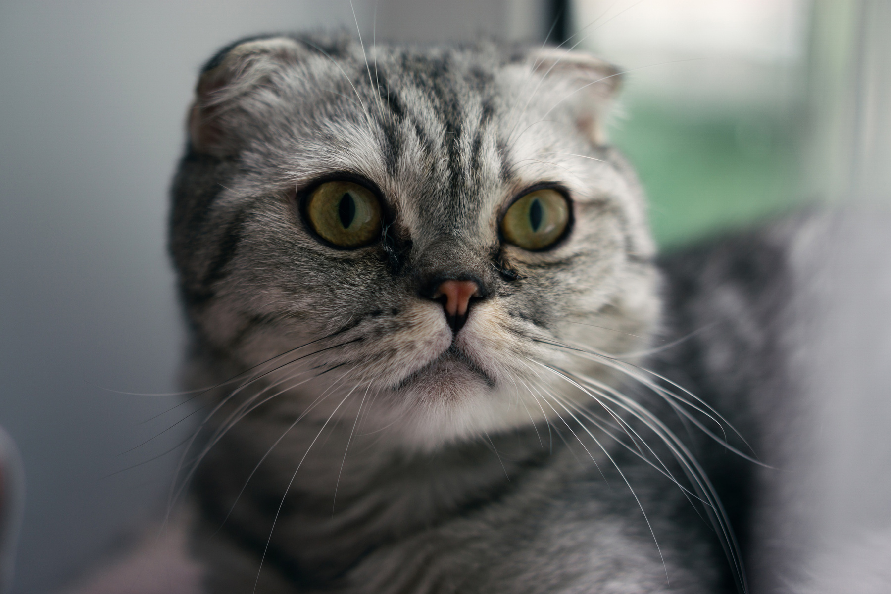 Кот 