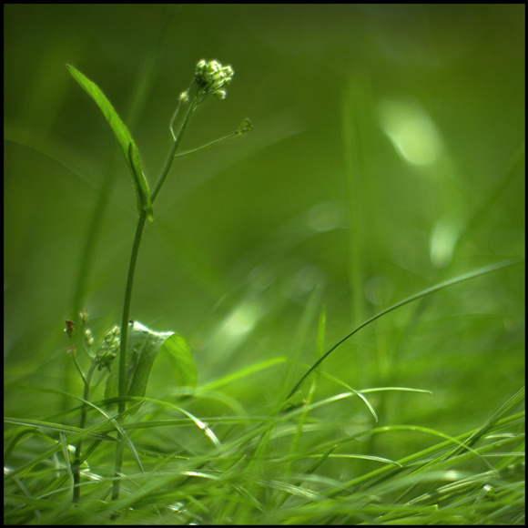 Мир трав Canadian green, Юпитер, трава, зелень