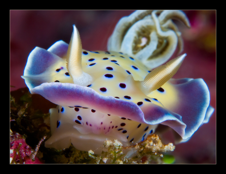 Chromodoris kuniei Chromodoris kuniei Nudibranch голожаберные моллюски макро