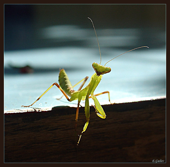 Praying mantis 02 