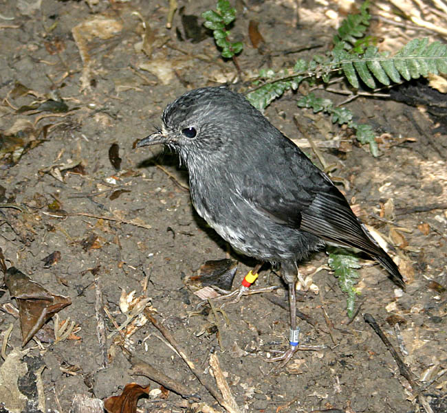 Модник black robin
