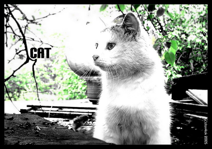 Cat Cat