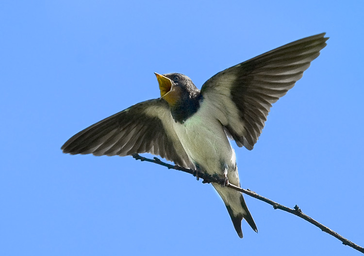 Еще касатка Деревенская ласточка, касатка , Swallow, Hirundo rustica