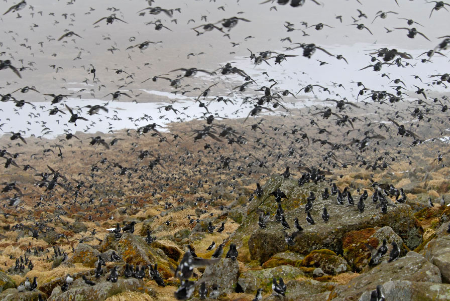 Только прилетели – сразу сели … Конюга-крошка, Aethia pusilla, Least Auklet, St. George Island, the Pribilofs, Bering Sea, Alaska
