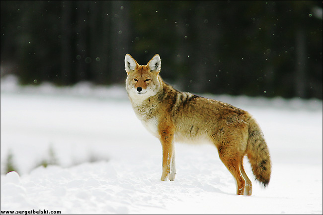 coyote coyote snow