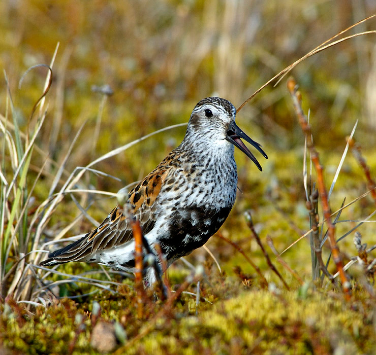 Дразнилка Чернозобик, Calidris alpina, Dunlin, Tobseda, Barents Sea, Arctic