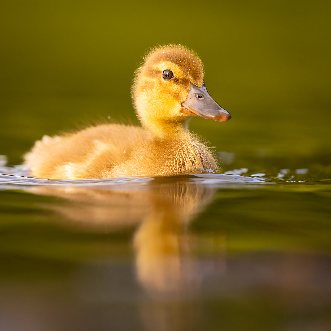 Duckling 