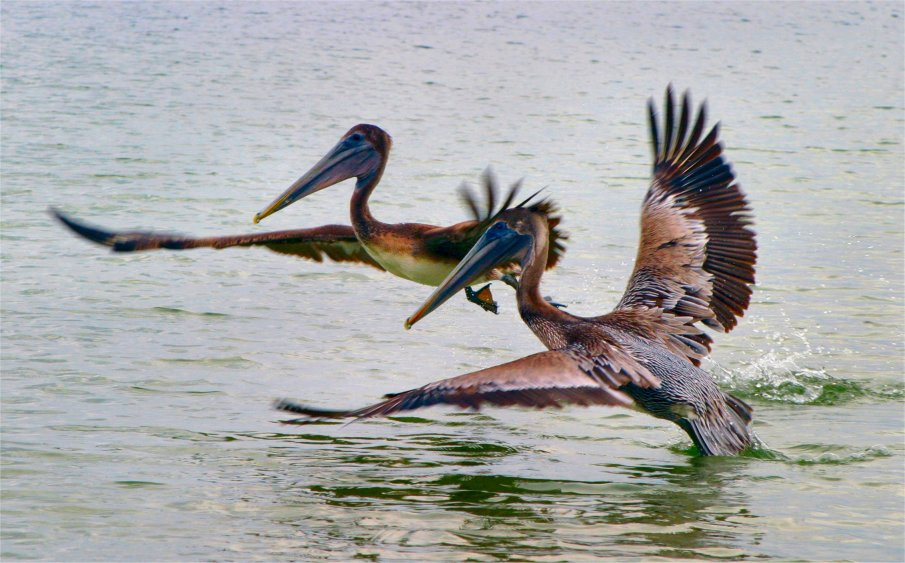 Пеликаны Пеликаны вода птицы море летят океан