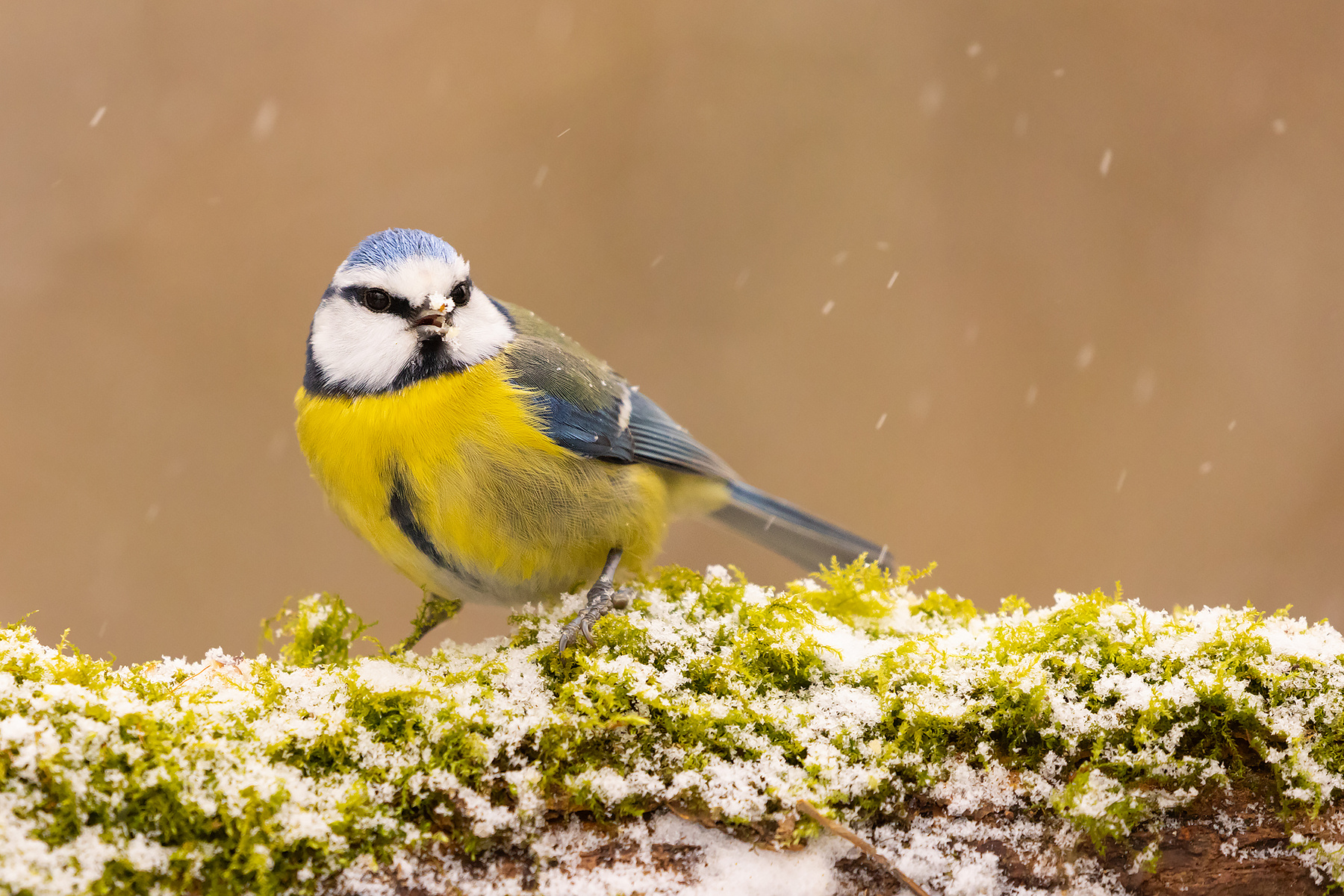 Titmouse 