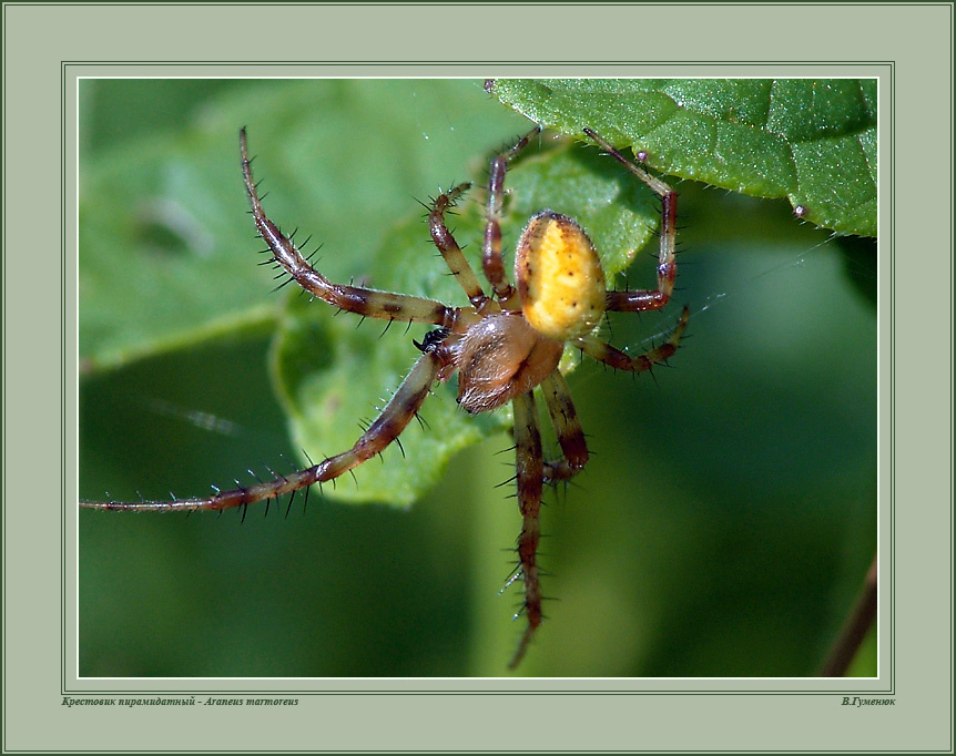 Крестовик (7 (худой)) Паук Семейство Крестовики Araneidae