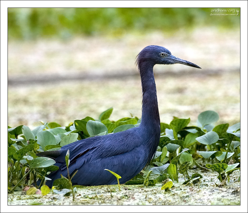 Задумалась в болоте малая синяя цапля Little blue heron Техас
