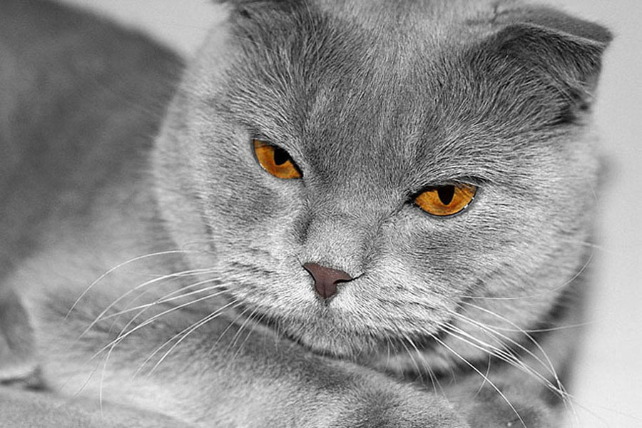 \"deep in yellow\" Britanka, kitty