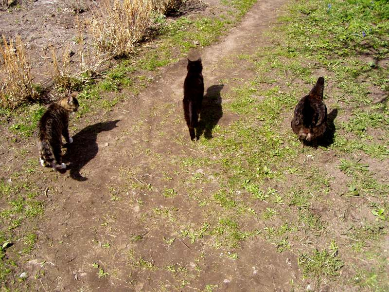 Ребята с нашего двора кошка кошка курица на распутье