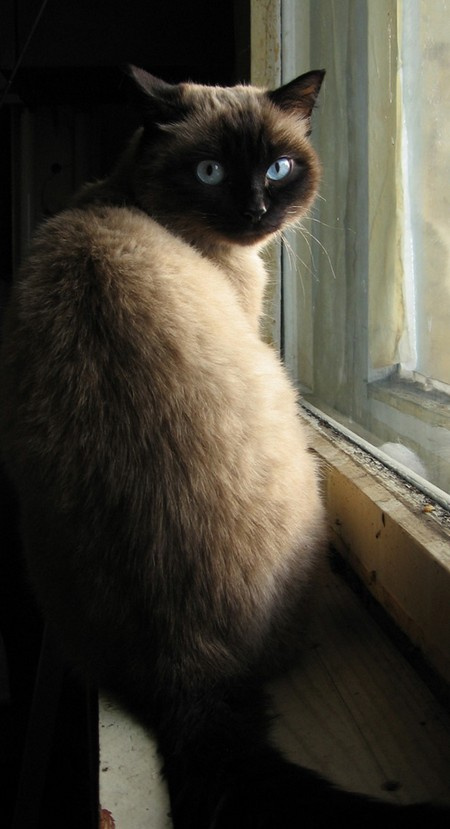 КоТ кот окно