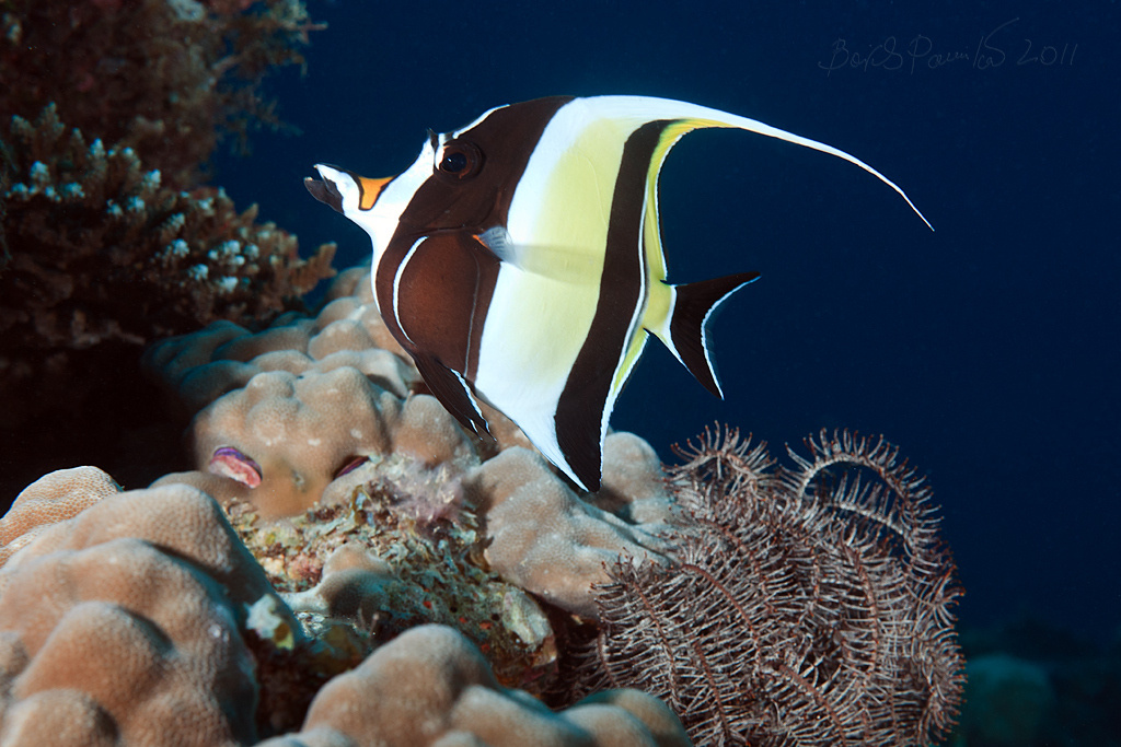 Мавританский идол Мавританский идол Moorish idol Maldives Мальдивы рогатый занкл