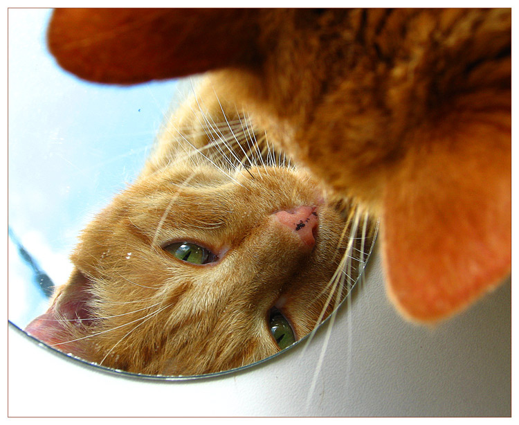 Котофото кот Федя зеркало