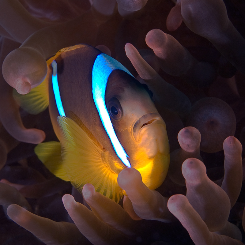 clown fish море рыба клоун анемон немо подводный