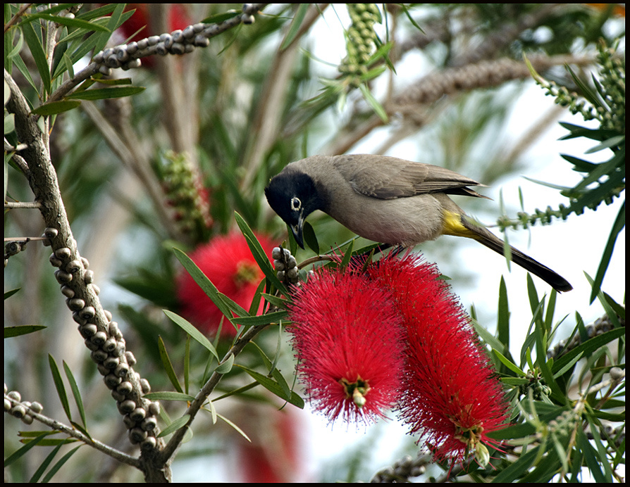 Зацвёл Callistemon phoeniceus... 