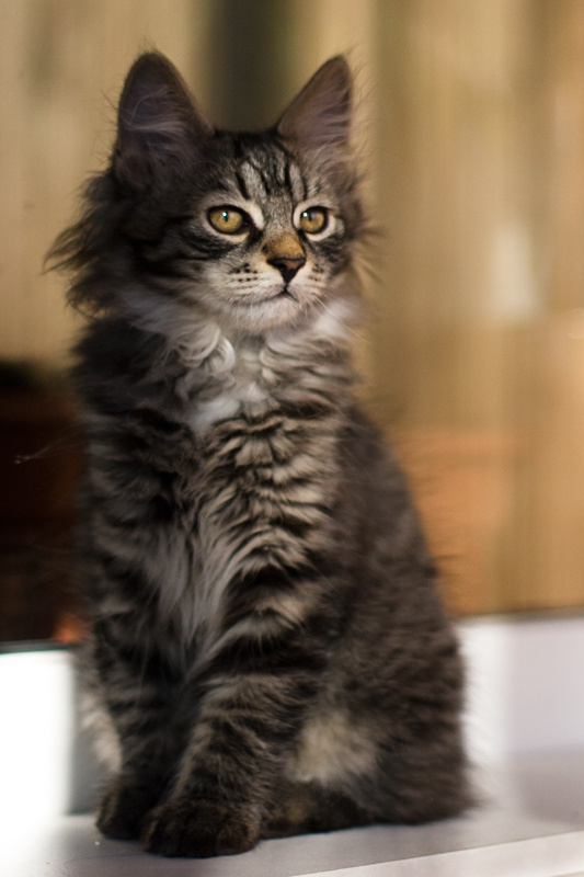 котопортрет 