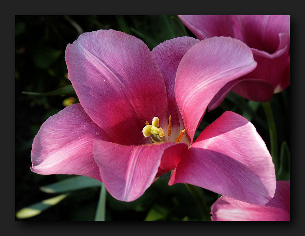 Pink tulip 