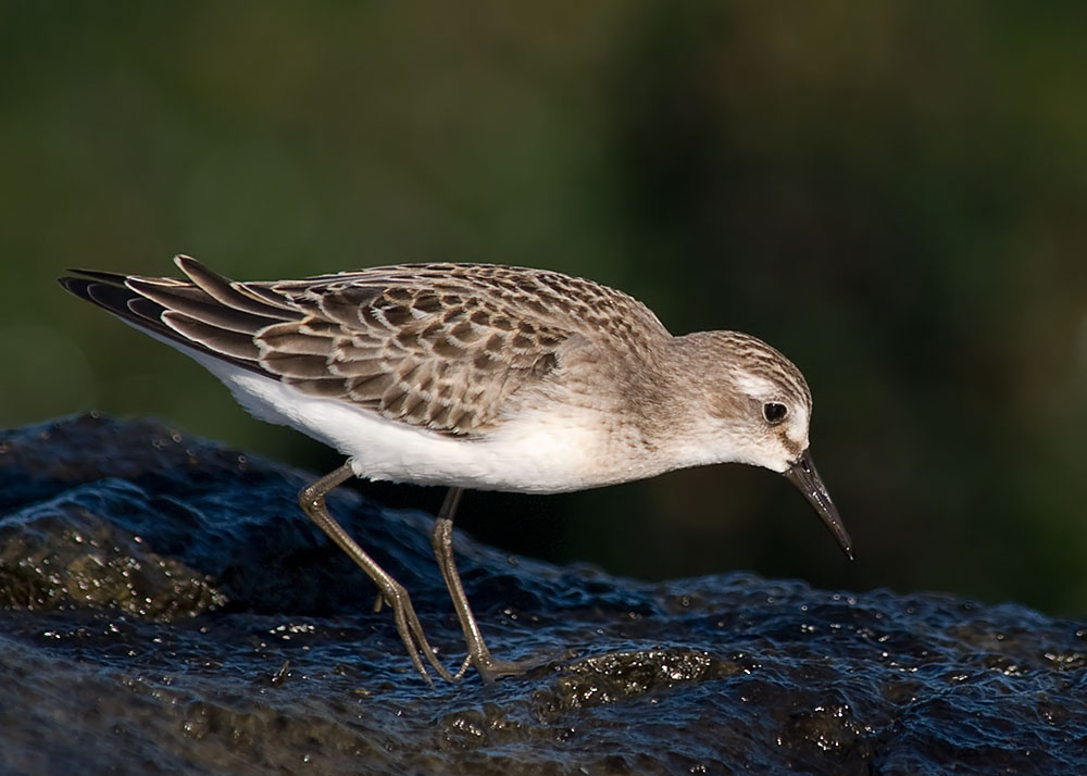 Sandpiper Sandpiper