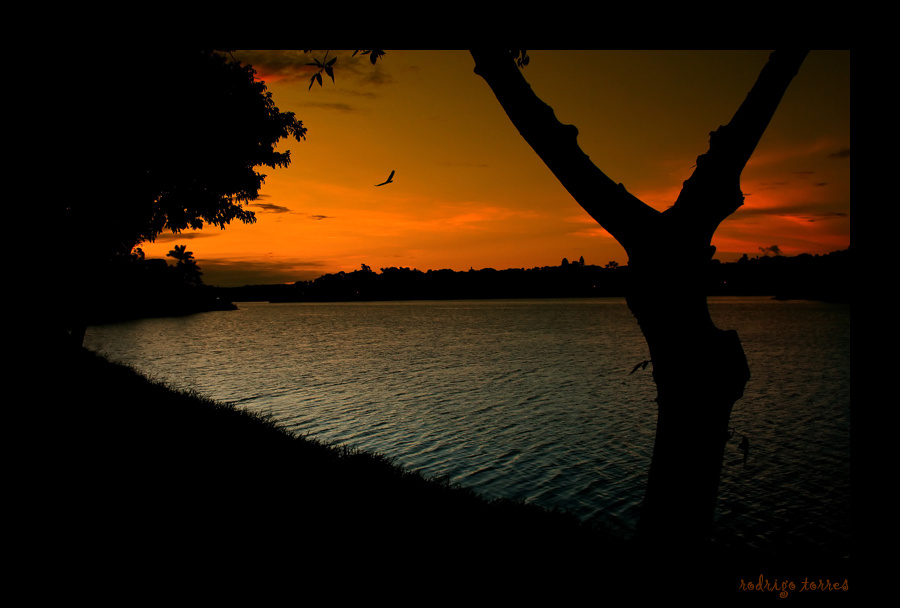 the beginning... Brazil Бразилия sunset заход солнца birds птицы