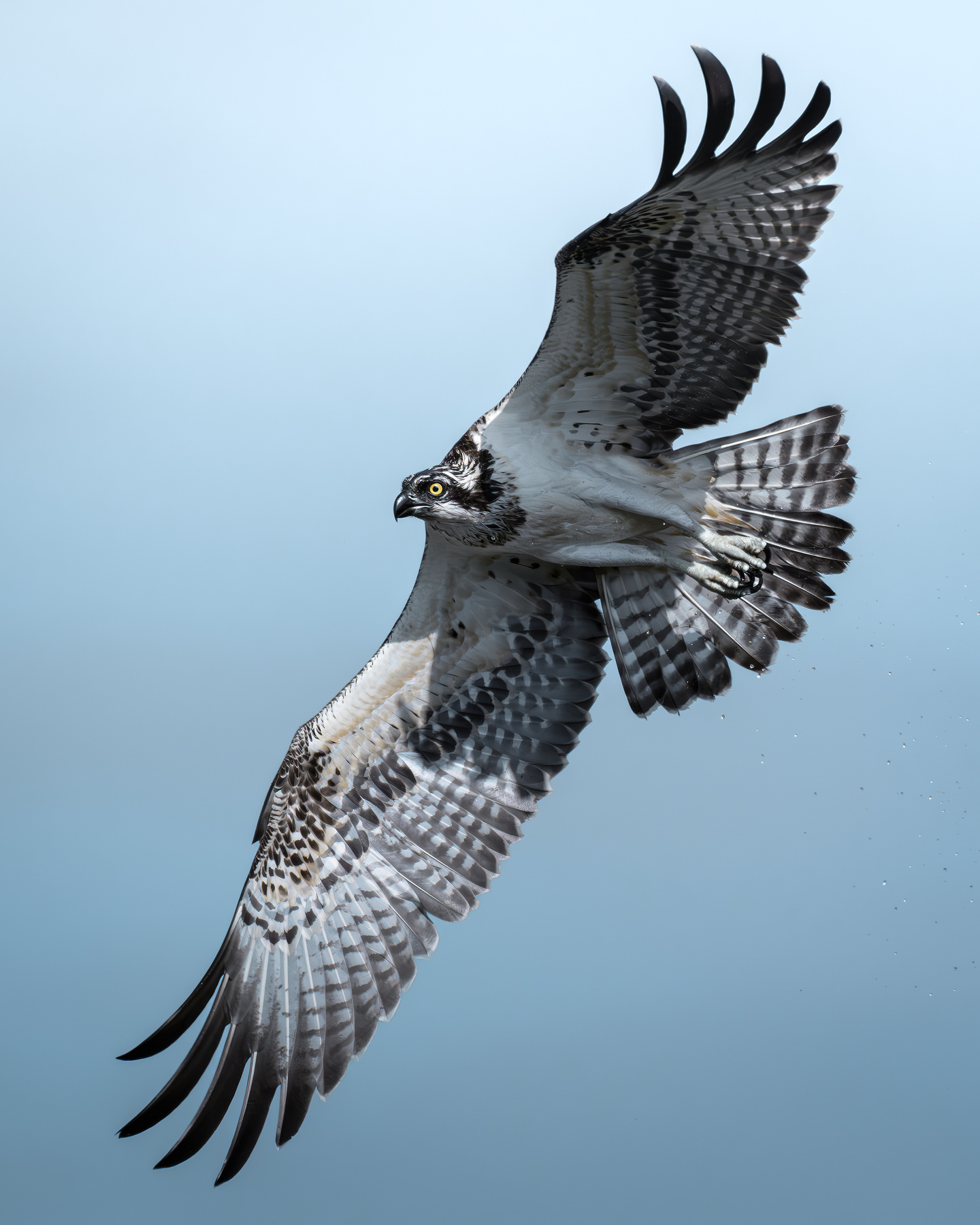 Скопа (Pandion haliaetus) 