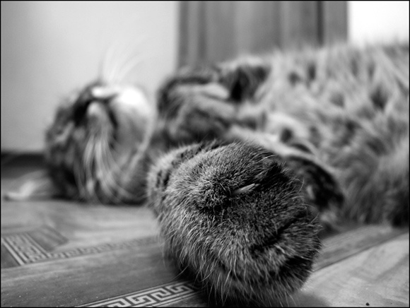 Cat cat\'s sweet dream