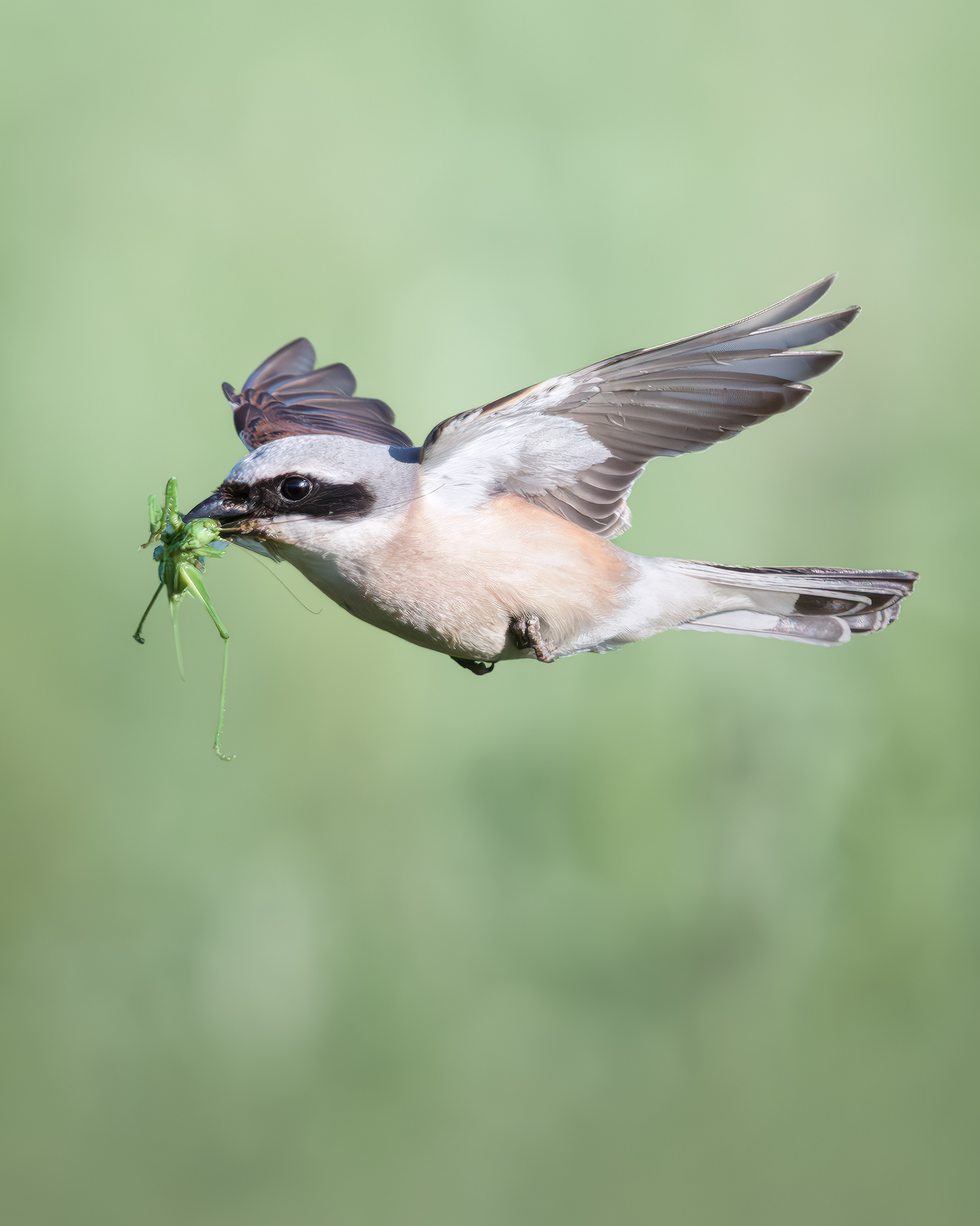 Обыкновенный жулан (Lanius collurio) 