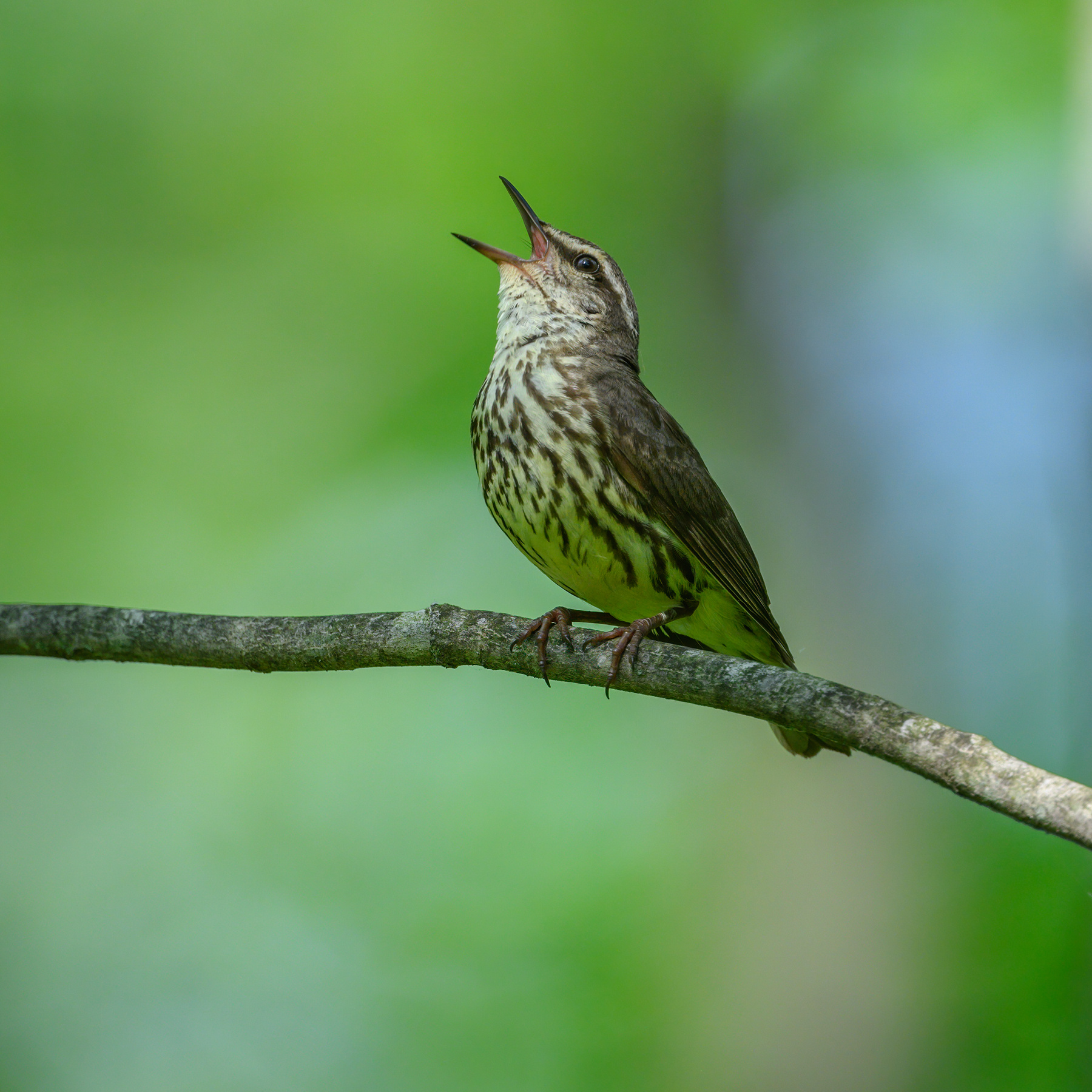 Northern waterthrush 
