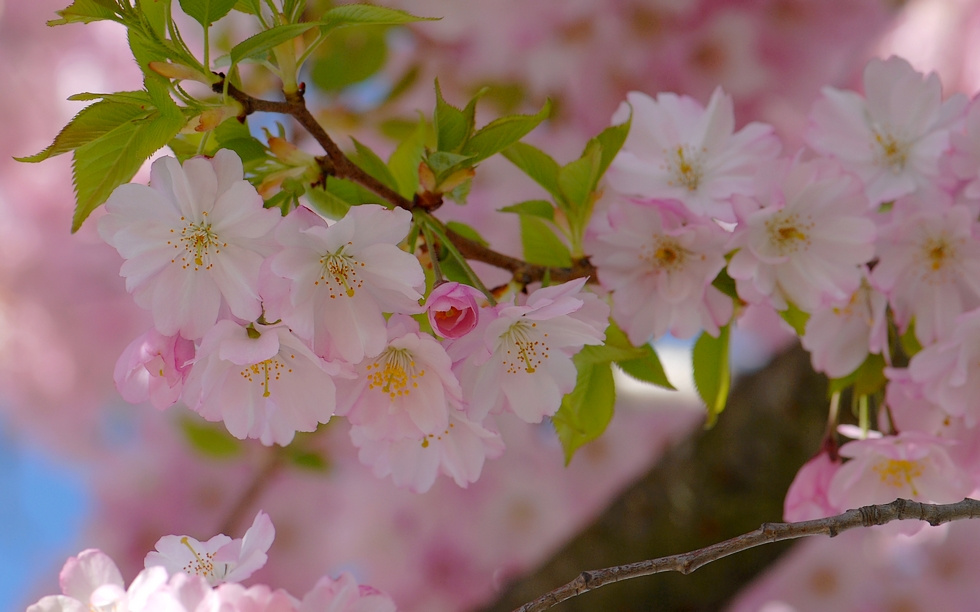 Розовые кружева апреля розовые цветы prunus весна апрель кружева