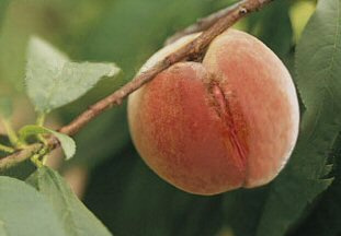 Персик персик, peach