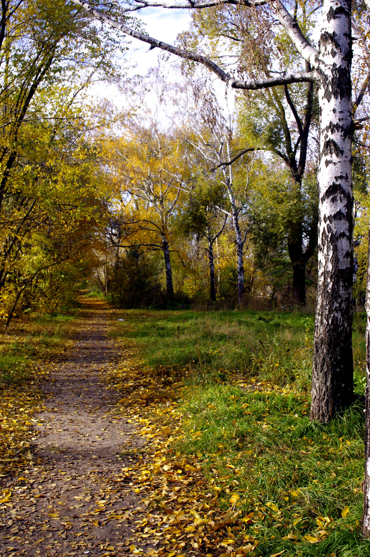 осень в парке природа, осень, листья, береза, тропинка, трава