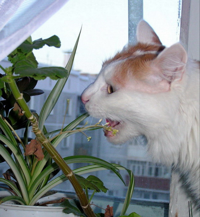 Любитель травки Кот