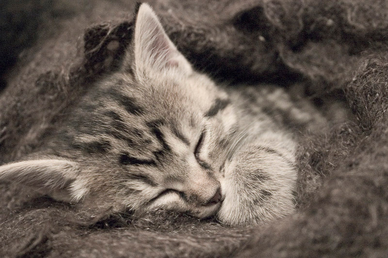 Sleeping kitten котенок