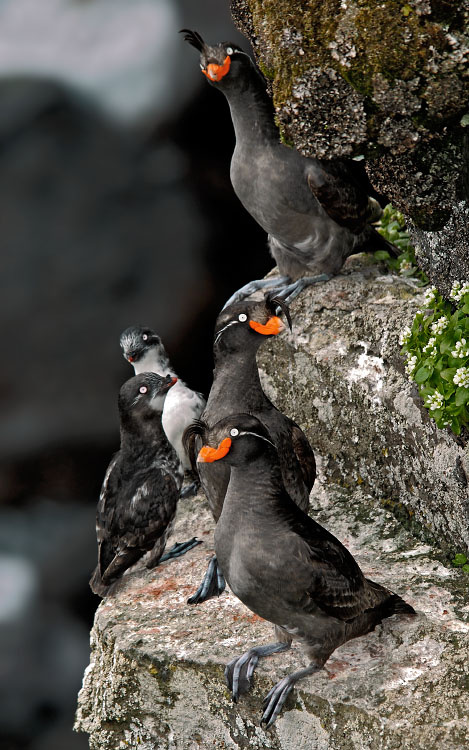 Конюжье ассорти Большая конюга, Aethia cristatella, Конюга-крошка, Aethia pusilla, Least Auklet, Alcidae, Остров Св. Георгия, о-ва Прибылова, Crested Auklet, St. George Island, the Pribilofs, Bering Sea, Alaska