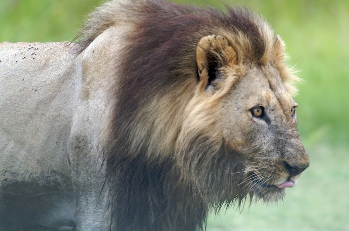 ... lion