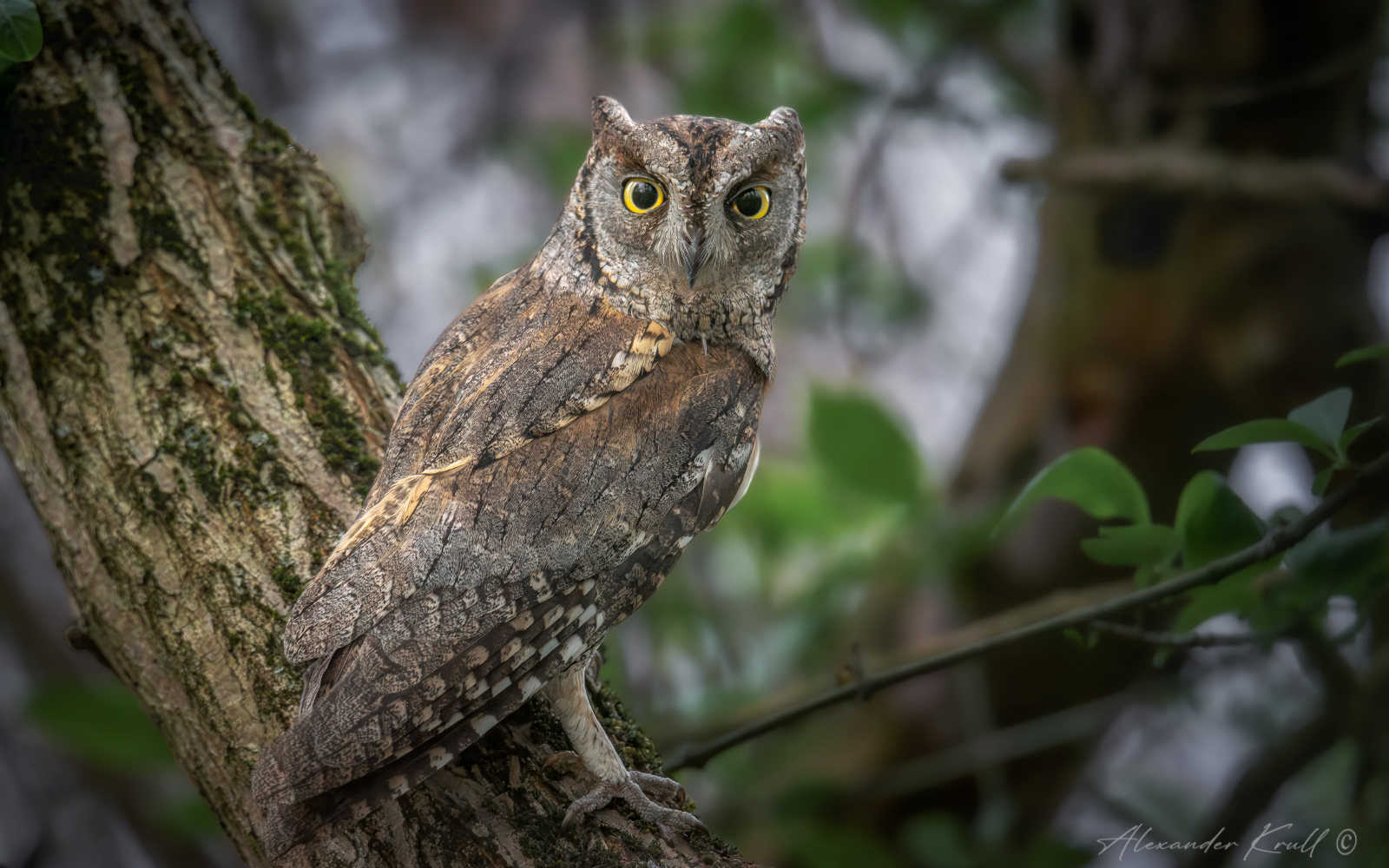 Внимание сплюшка сова otus scops