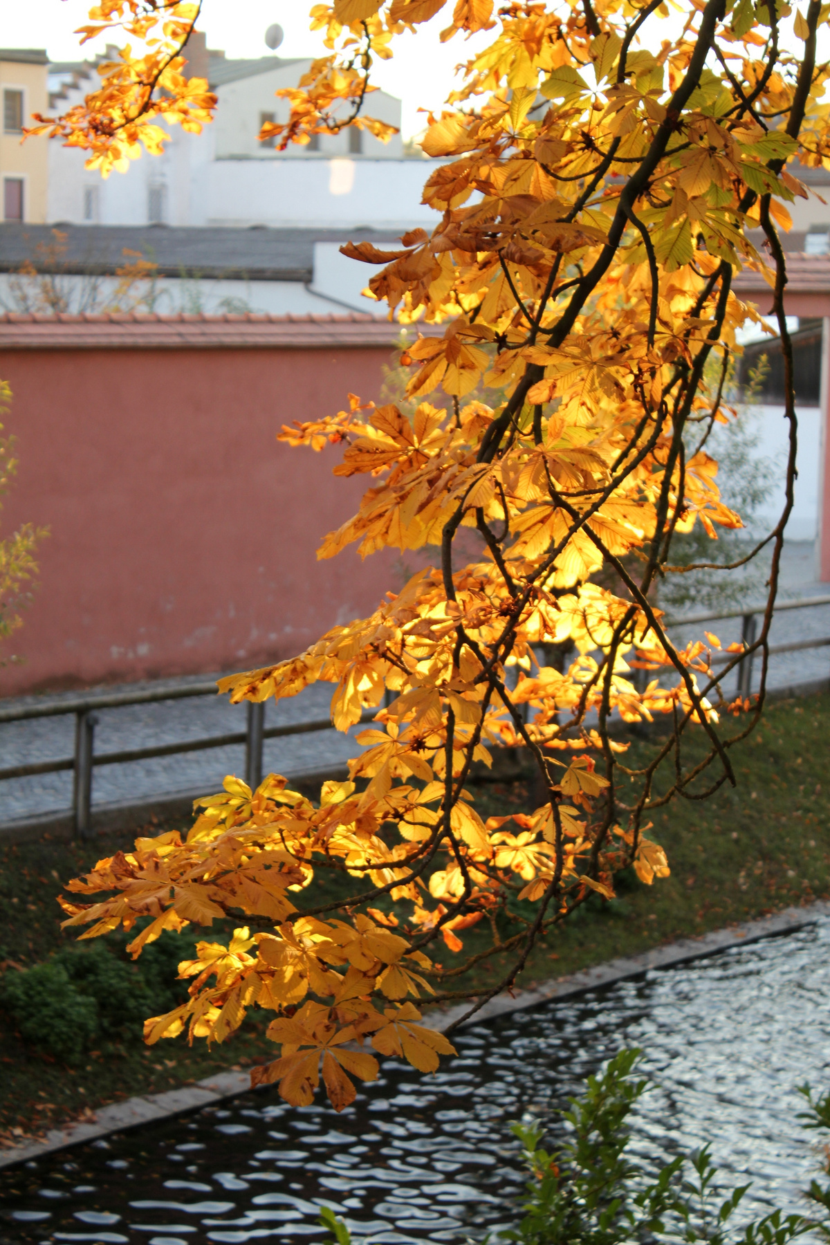 autum 