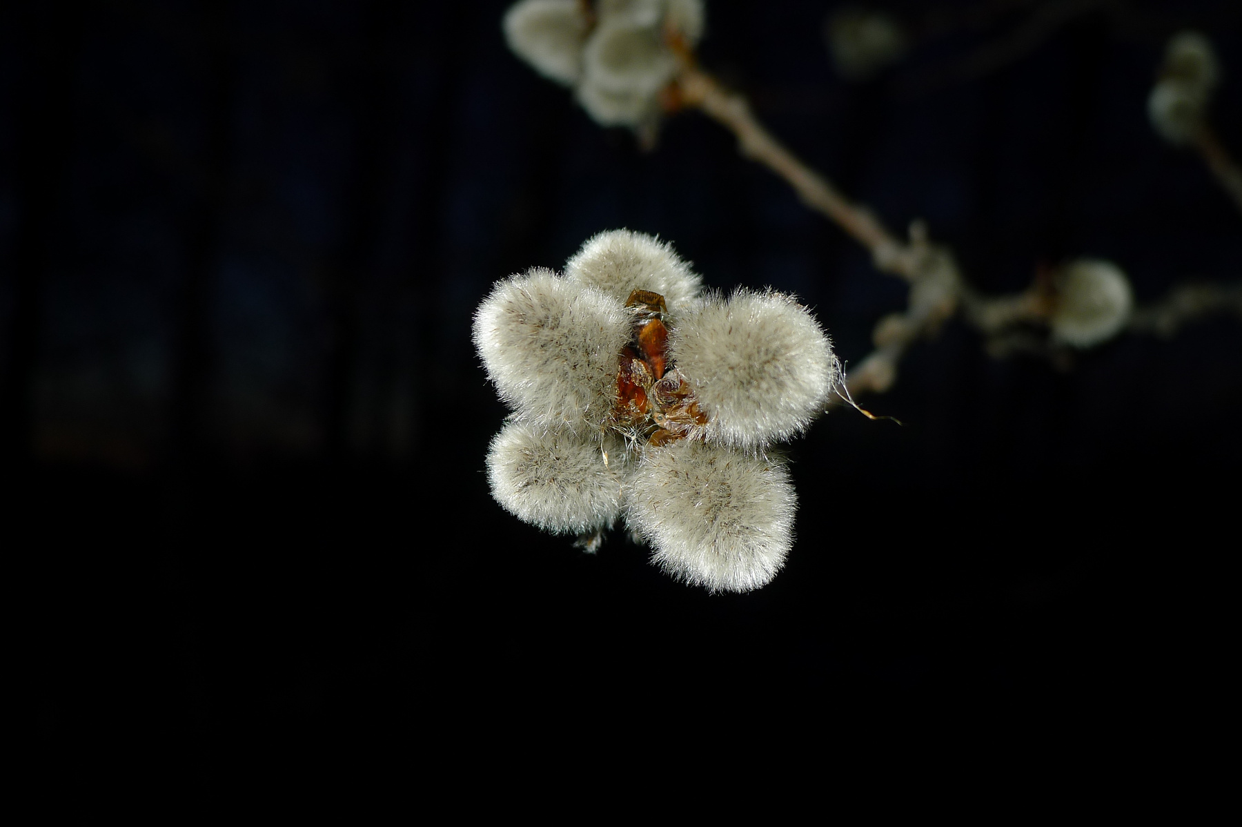 *** Природа почки